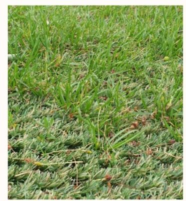 Alfombra de hierba artificial híbrida de 25 mm de altura de pila con resistencia al desgaste ultra alta para la colocación mixta con hierba natural