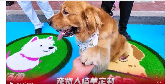 Resistencia a los rayos UV colores personalizables hierba artificial para jardines de infantes y mascotas con bajo mantenimiento